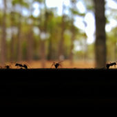 Jak se zbavit mravenců přírodní cestou