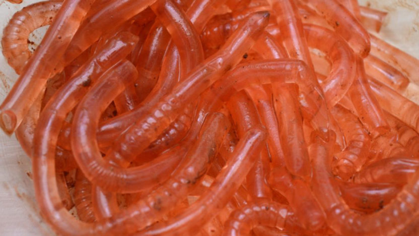 Jak vyrobit želé žížaly