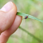 7-kroku-jak-se-ochranit-pred-klistaty