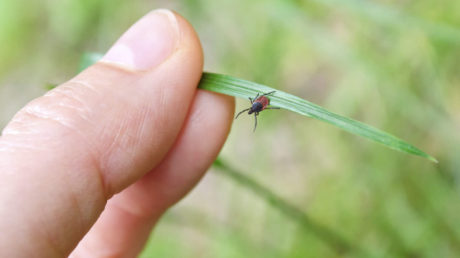 7-kroku-jak-se-ochranit-pred-klistaty